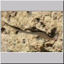 Lacerta agilis - Zauneidechse w03.jpg